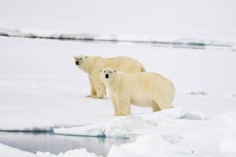 Eisbären Welteisbärentag