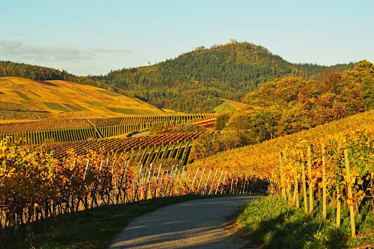 Die Weinberge und die Yburg in Baden Württemberg im goldenen Herbst.