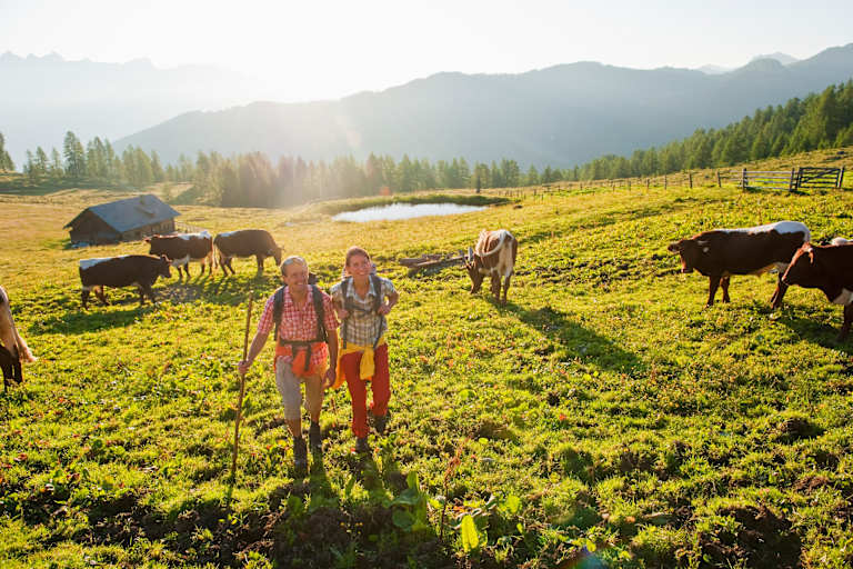 Wanderer und Kühe