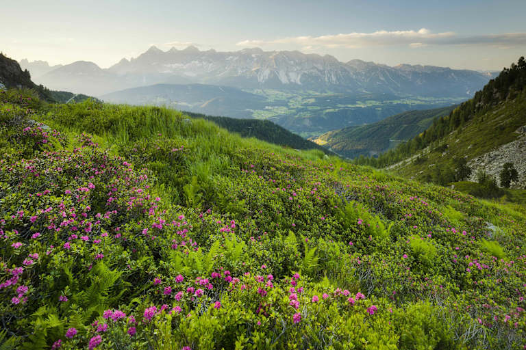 Ausblick auf das Dachsteinmassiv über dem Steirischen Ennstal