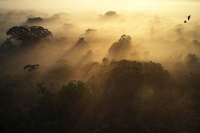Regenwald in Ecuador