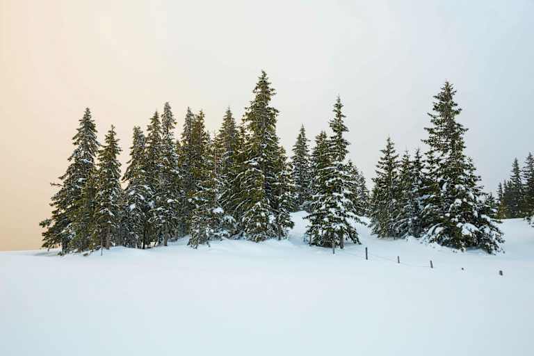 Eingeschneite Bäume im Abendlicht: Romantische Stimmung am Hochwechsel (1.743 m) in Niederösterreich