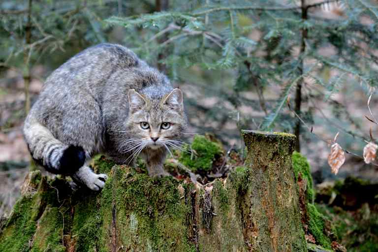 Die Wildkatze ist der Hauskatze sehr ähnlich: Ein typisches Merkmal ist der dicke Schwanz mit nicht verbundenen schwarzen Ringen und schwarzem, stumpfem Ende.