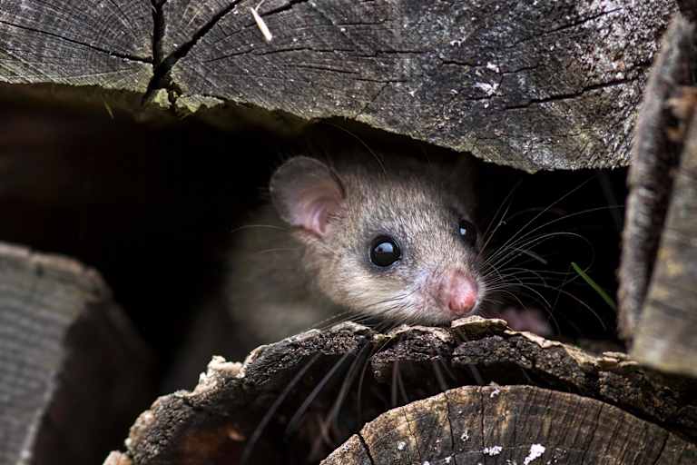 Siebenschläfer, Siebenschläfertag