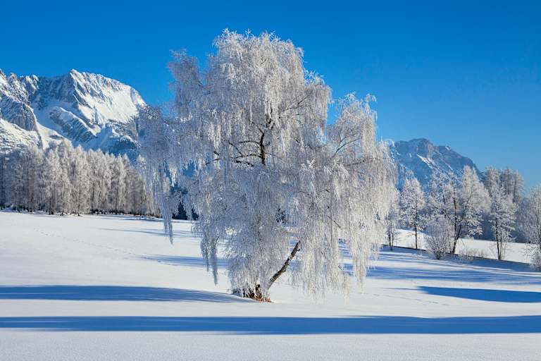 Oberflächenreif: an Bäumen wunderschön anzusehen, doch in der Schneedecke verborgen oft eine Gefahr