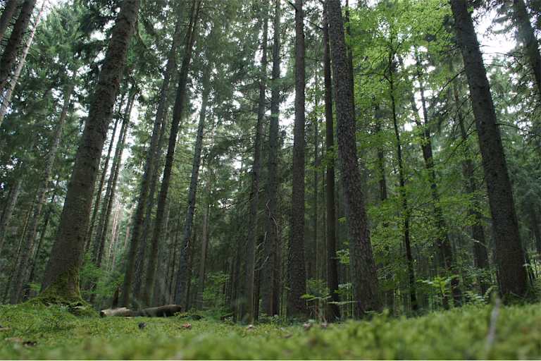 Moldau Bayerischer Wald Wanderung