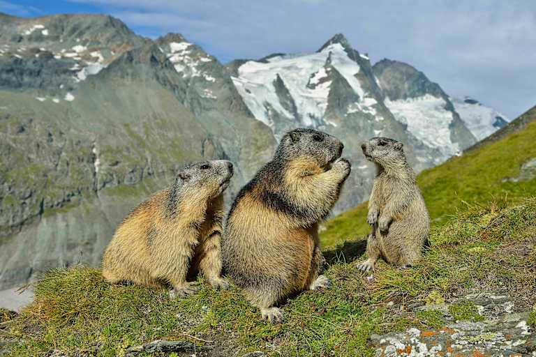 Berg-Know-How: Tiere der Alpen