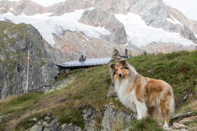 Wandern mit Hund – hier auf der Voralphütte in der Schweiz