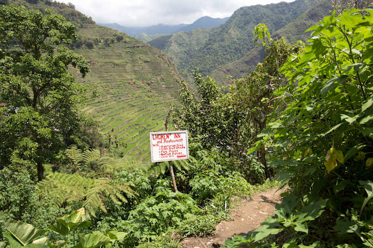 Wandern zwischen Reisfeldern auf den Philippinen