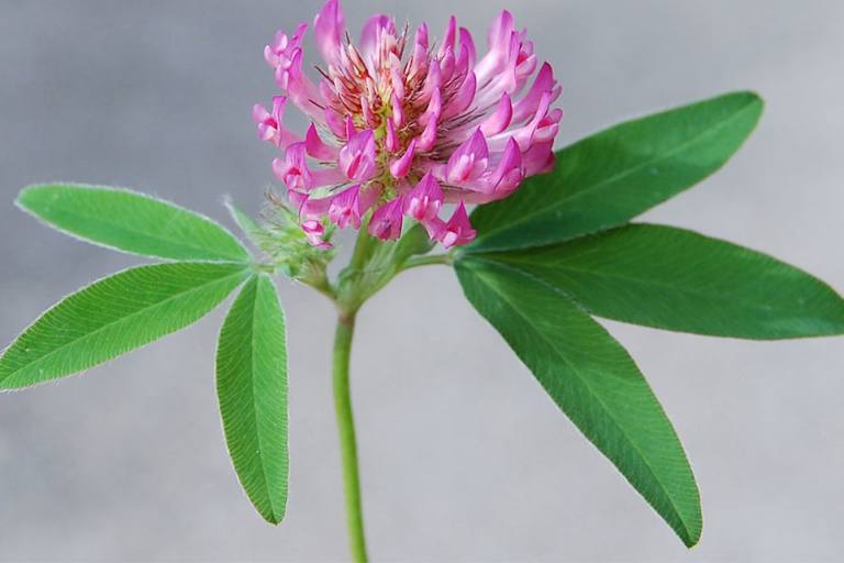 Rotklee: Aus den Blüten kann man einen herrlichen Sirup zaubern