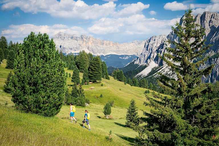 Blick über die Medalgs-Wiesen