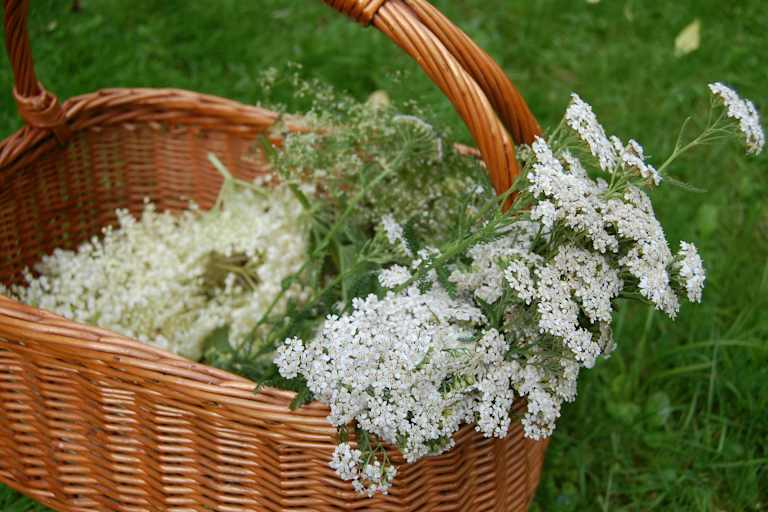 Selbstgemacht: Wilde Wiesenlimonade