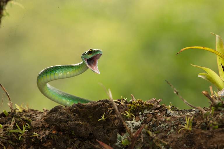 Die Satinierte Papagei Schlange ist in unseren Gefilden zwar nicht heimisch, schön anzusehen ist sie trotzdem – aber bitte nicht füttern