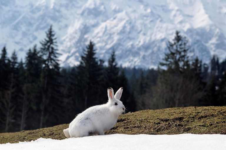 Schneehase vor bayerischem Alpenpanorama