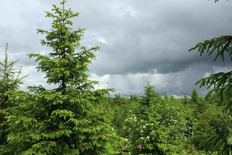 24 h Trophy: 24 Stunden wandern im Schwarzwald