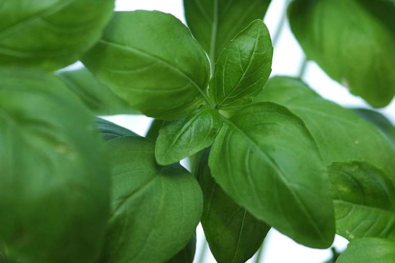 Basilikum