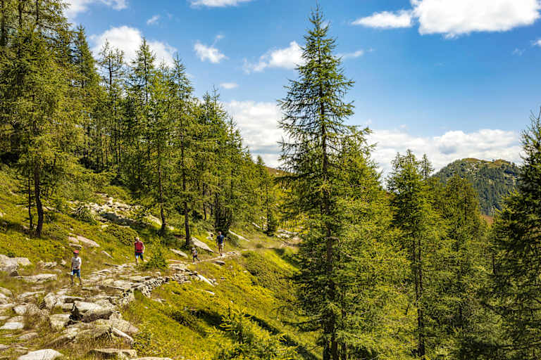 Eine Familie wandert an Bäumen vorbei.