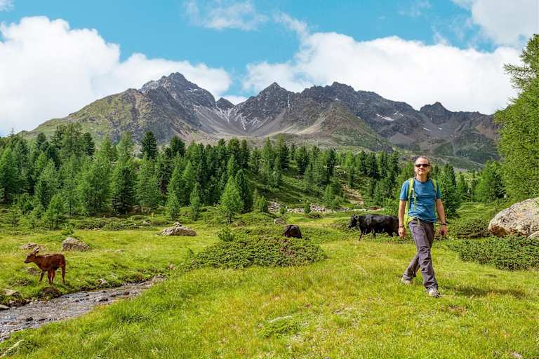 Kühe auf der Weide.