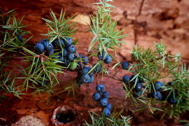 Selbstgemacht: Wacholder-Öl