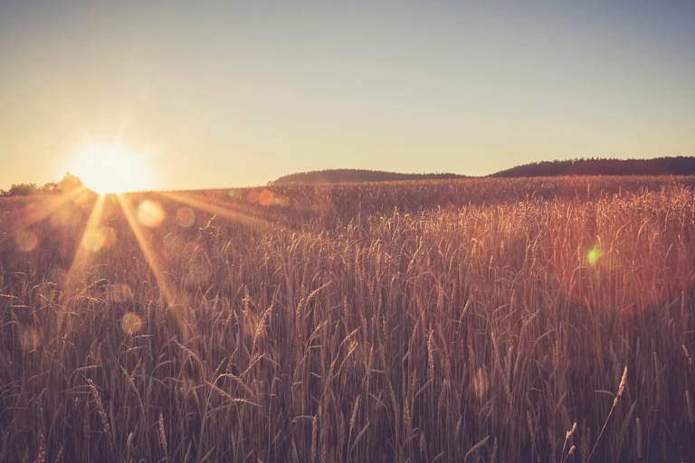 Weizenfeld in Baden-Württemberg: Rund um Tübingen