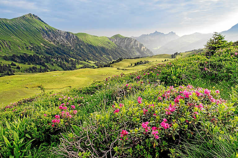Simmental Lenk Berner Oberland