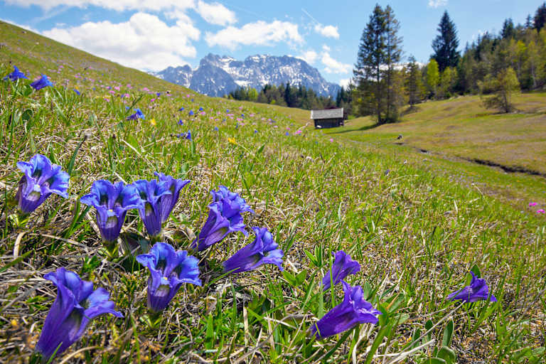Hütte Blumenwiese Enzian