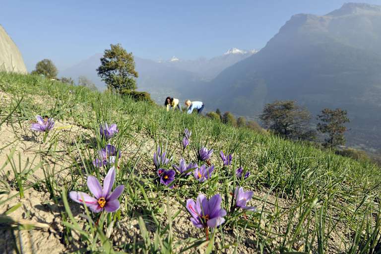 Safranblüten im Walliser „Safrandorf“ Mund