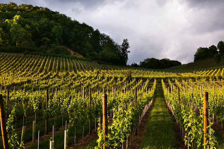 Rebberge in Baselland: Wanderung von Muttenz nach Pratteln bei Basel