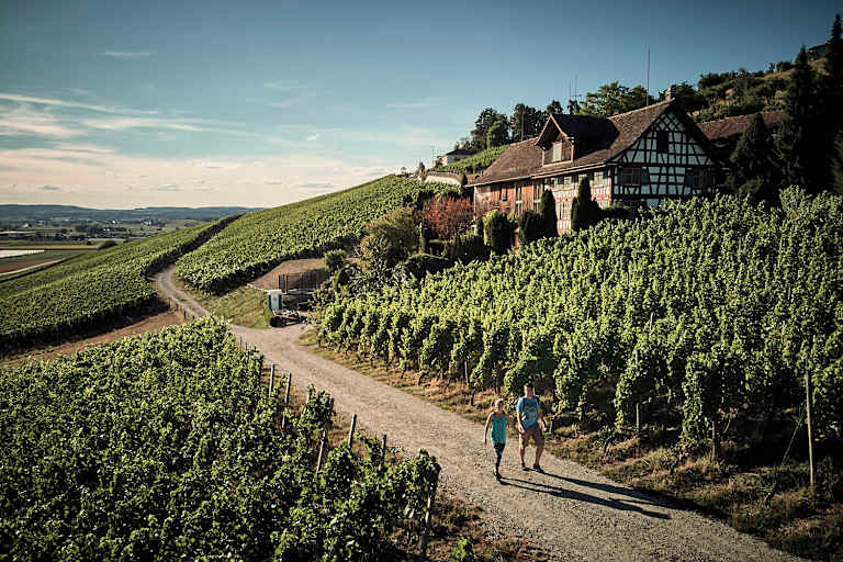 Die Weinberge im Thurgau in der Schweiz laden zu gemütlichen Spaziergängen ein.