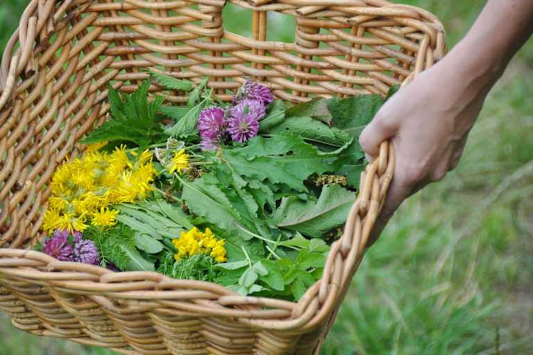 Outdoor-Apotheke: Wildkräuter