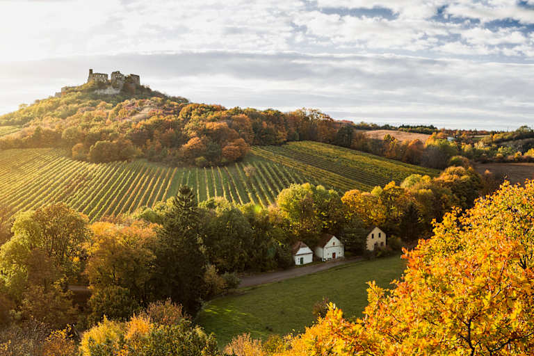 Weinberge in der Herbstsonne in Niederösterreich