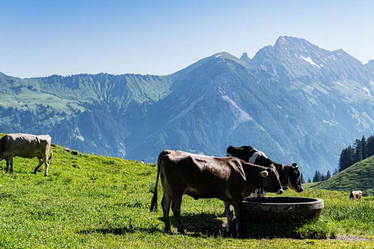 Bergwelten Wanderung Alm Alp Vorarlberg