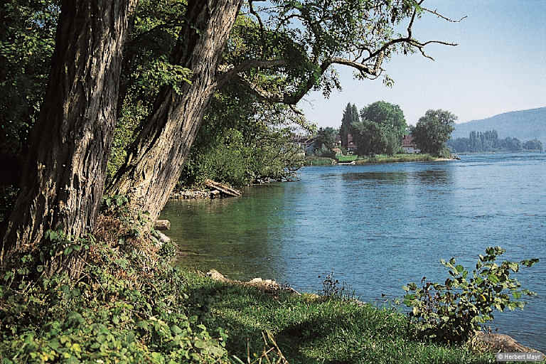 Bei Steigen verlässt der Hochrhein den Bodensee