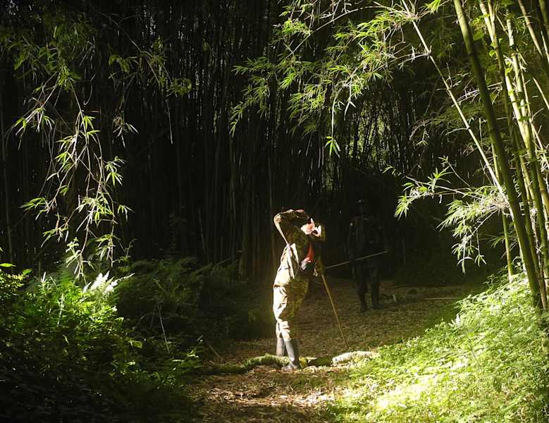Virungas Berggorillas Reise