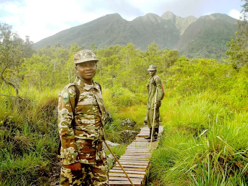 Virungas Berggorillas Reise