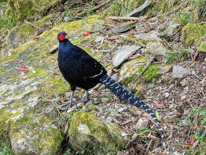 Taiwan Yushan Wandern
