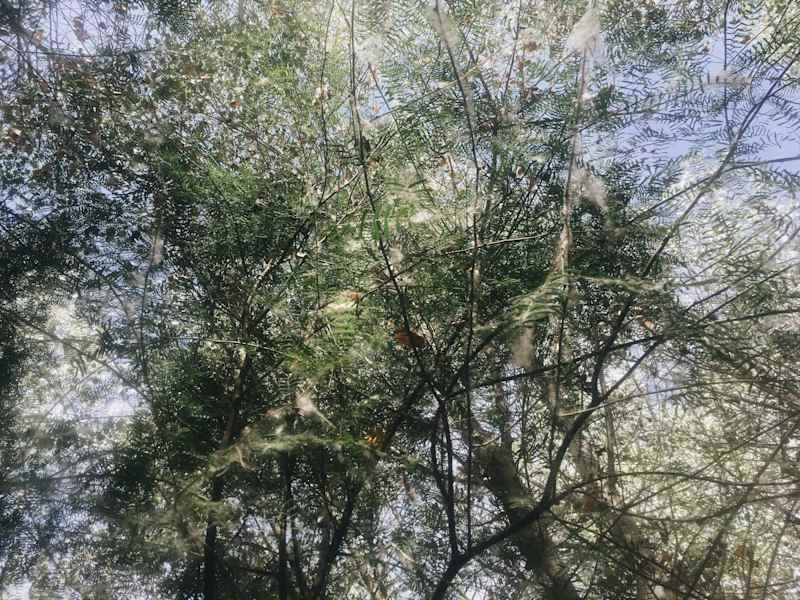 Ana Zirner Colorado River