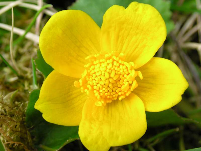 Sumpfdotterblume, Hahnenfußgewächs. Blütezeit: März – Juni. Ist leicht giftig. Die Samen schwimmen auf dem Wasser und tragen so zur Verbreitung bei.
