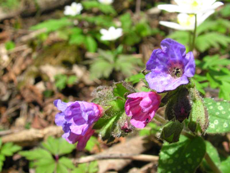 Lungenkraut, Boretschgewächs. Blütezeit: März – April. Wird im Volksmund auch gerne „Hänsel und Gretel“ genannt, weil auf einer und derselben Pflanze zwei Blütenfarben vorkommen