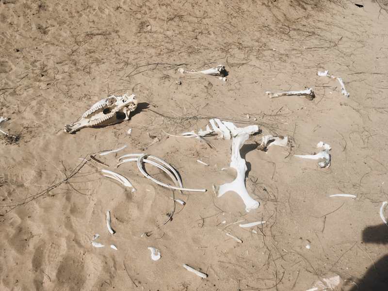 Ana Zirner Colorado River