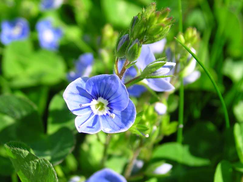 Gamanda-Ehrenpreis, Braunwurzgewächs. Blütezeit: April – Juni. Ehrenpreis-Arten gibt es viele – allen ist aber ihre besondere Zartheit und Schönheit gemein