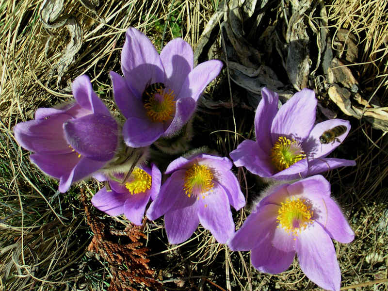 Innsbrucker Küchenschelle, Hahnenfußgewächs. Blütezeit: März – Mai. Es gibt verschiedene Küchenschellenarten (die Innsbrucker Küchenschelle ist sehr selten), die bis weit ins Hochgebirge vorkommen. Sie alle sind giftig, ausdauernd und schutzwürdig