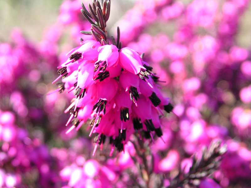 Schneeheide, Heidekrautgewächs. Blütezeit: Januar – April. Ist eine sehr wichtige erste Nahrung für Bienen und kommt an Sonnenhängen bis 2.500 m vor.