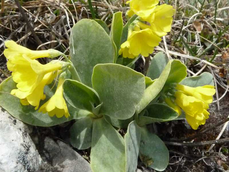 Alpenaurikel, Primelgewächs. Blütezeit: April – Juni. Die sattgelbe Blume mit den mehligen Blättern kommt bis auf 2.900 m vor. Sie ist aber selten und kommt nicht überall in den Alpen vor. 