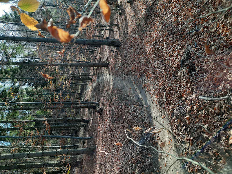 Der Esterházy Trail im schon sehr herbstlichen Gewand