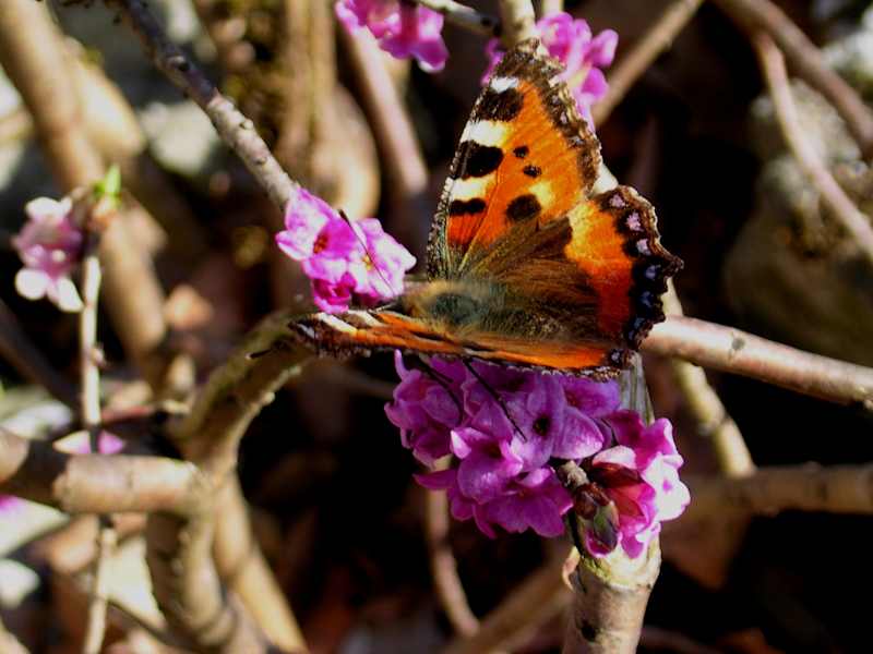 Seidelbast, Seidelbastgewächse: Blütezeit: März – Mai. Nicht nur was fürs Auge, sondern vor allem auch für die Nase ist der giftige Seidelbast mit seinem betörenden Duft, der wohl auch den „Kleinen Fuchs“ angelockt hat.