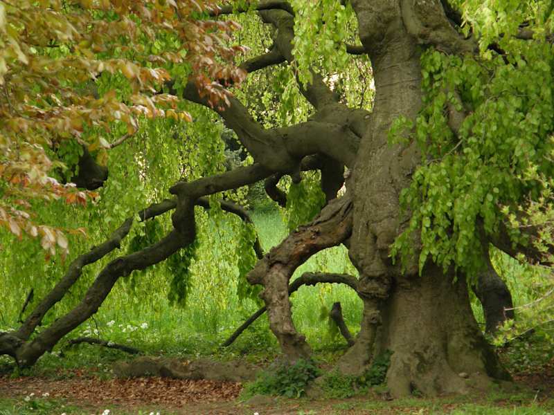 Baumriese im Schlosspark Eckartsau