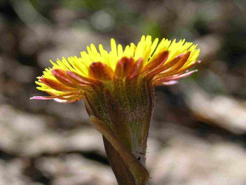 Huflattich, Korbblütengewächs. Blütezeit: März – April. Ist eine Heilpflanze, da er vor allem im Blatt Schleim- und Gerbstoffe enthält; sehr häufig. 