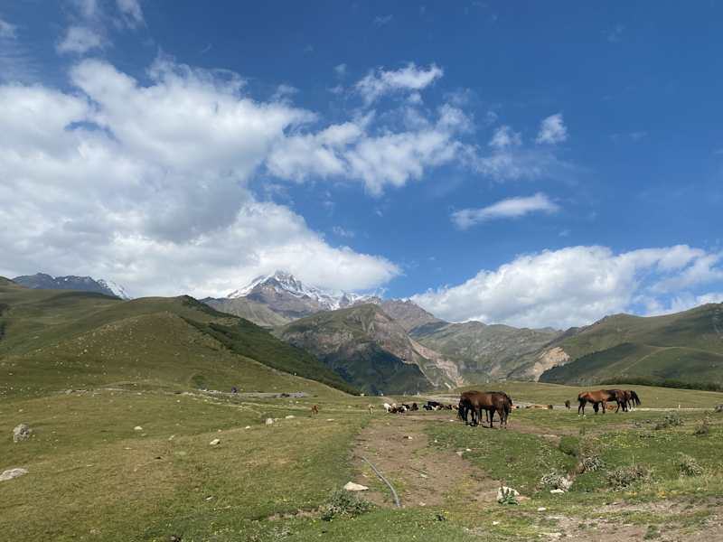Pferde vor dem sagenumwobenen 5.000er Kasbek 