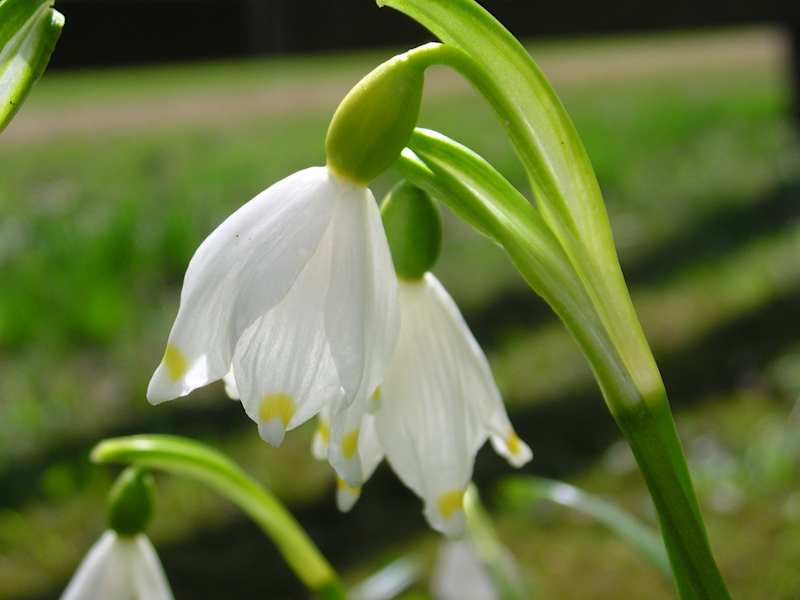 Frühlingsknotenblume, Amaryllisgewächs. Blütezeit: März – April. Ist giftig und wird häufig mit dem Schneeglöckchen verwechselt. 